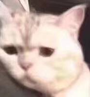 203319mr2gaoagrga8fgc3.jpg